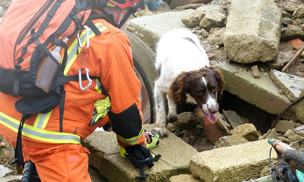 In Case of Emergency, Please Do Not Leave Your Pets Behind