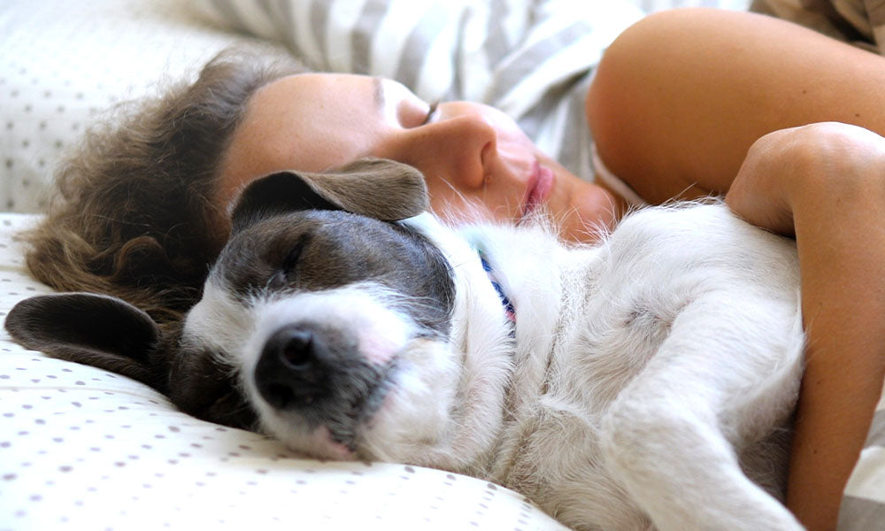 Why Sleeping Beside Your Dog is Healthy