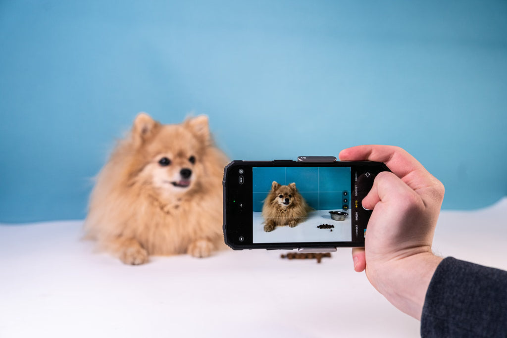 Pet Photography Tips: Capturing the Perfect Shot