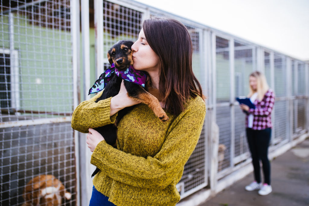 What to Look for When Adopting a New Dog