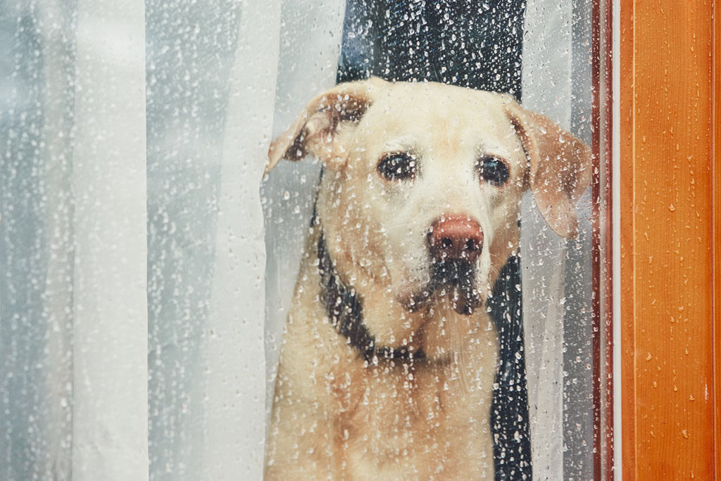 How to Help Pets Stay Calm During Thunderstorms and Fireworks