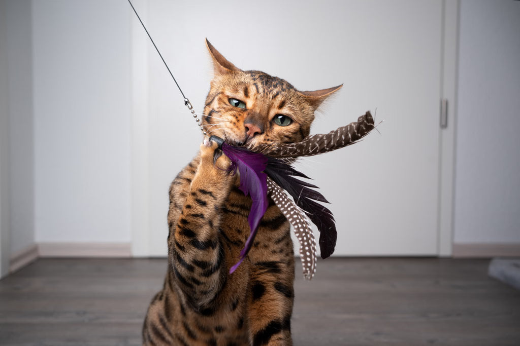 The Benefits of Interactive Toys for Indoor Cats
