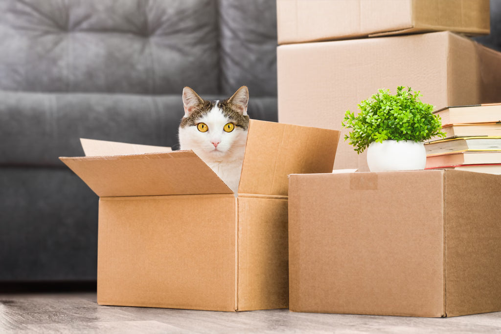 How to Help Your Cat Adjust to a New Home