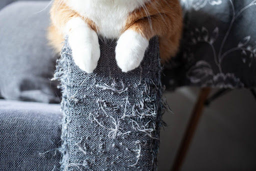 Feline Language: Mastering the Art of Cat Marking Territory