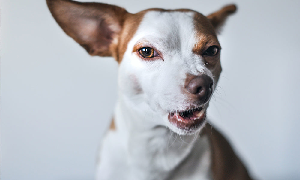4 Things Humans Do That Dogs Hate