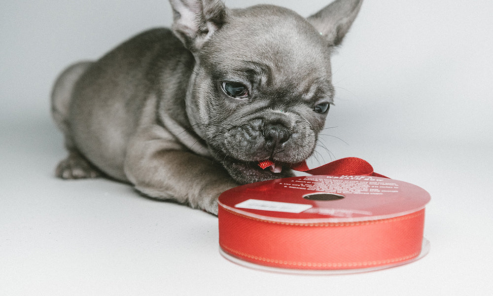 5 Potential Holiday Hazards for Pets