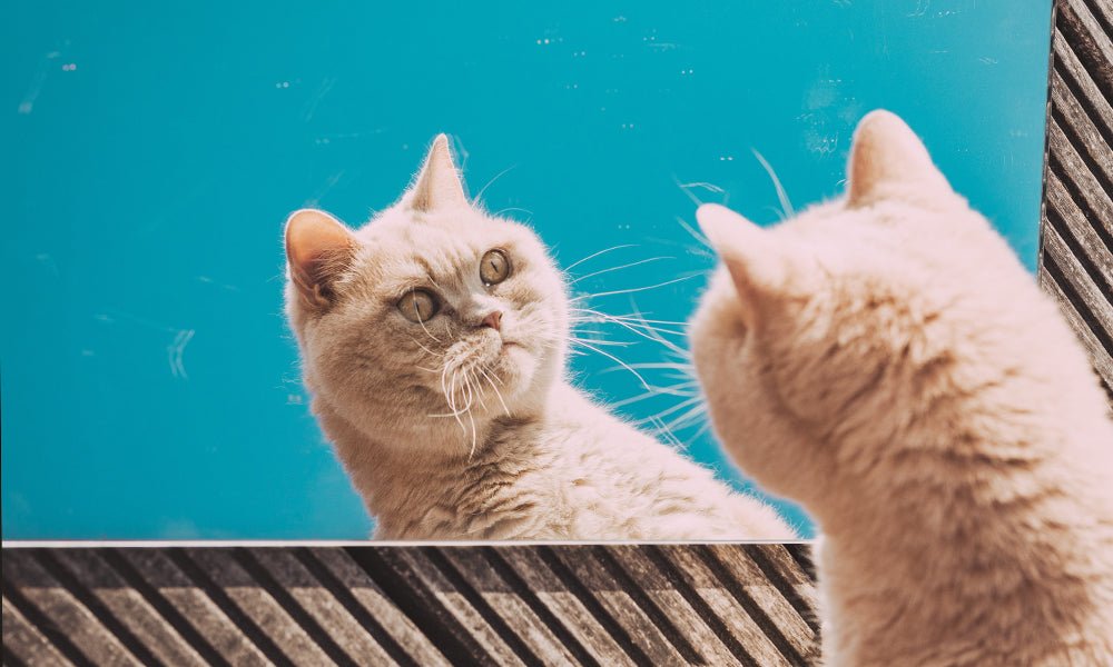 3 Popular Cat Myths -- Busted!