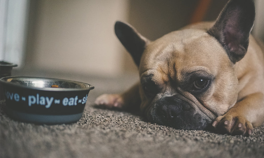 What Should You Do If Your Dog is a Picky Eater?