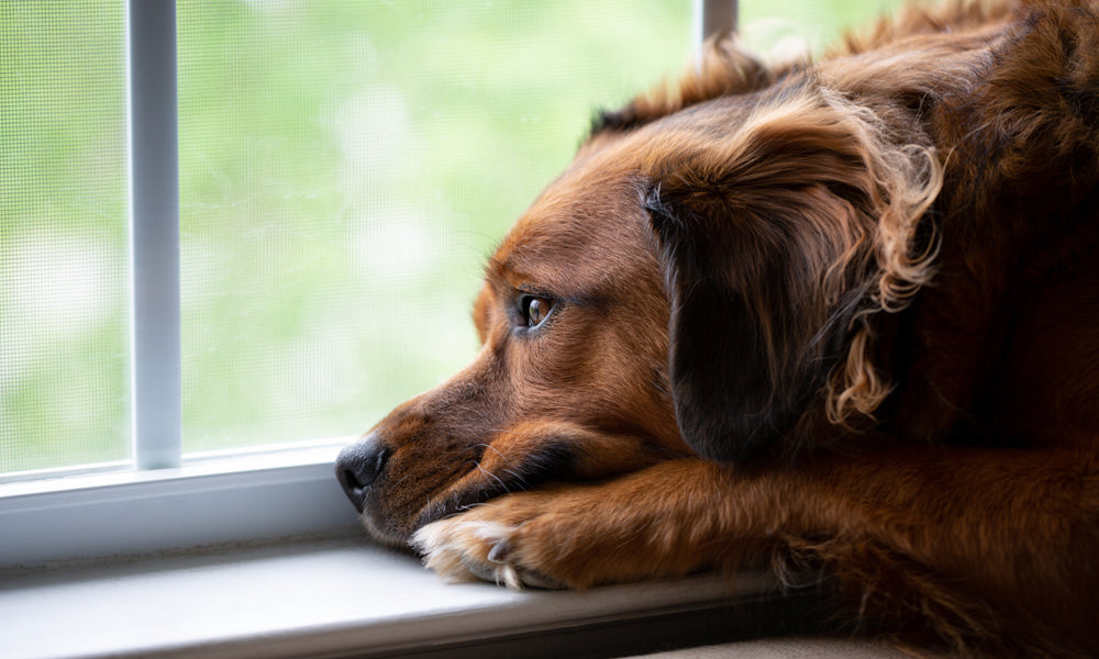 The Sad Case of Dog Depression and Separation Anxiety