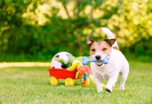Exercise and Playtime: Keep Your Pets Active During National Pet Month