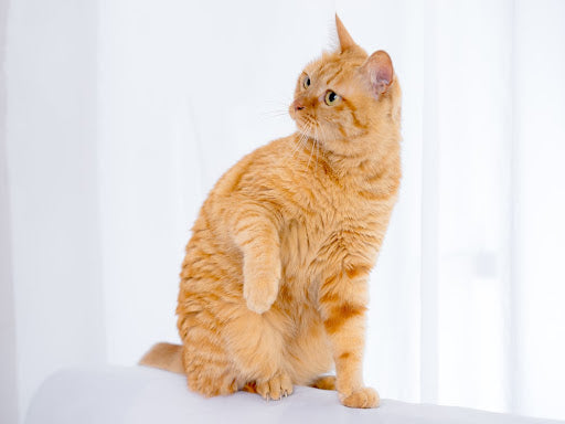 Here's Your Insider Guide to Orange Tabby Cat Personality, Fun Facts,