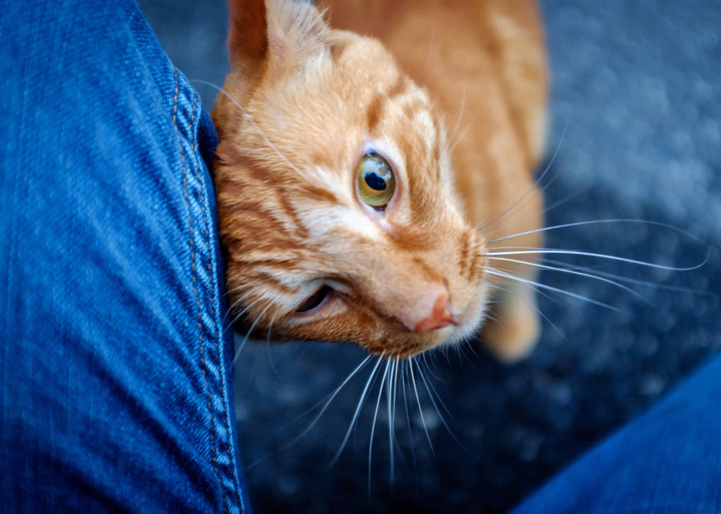 The Secret Meaning Behind Cat Headbutts