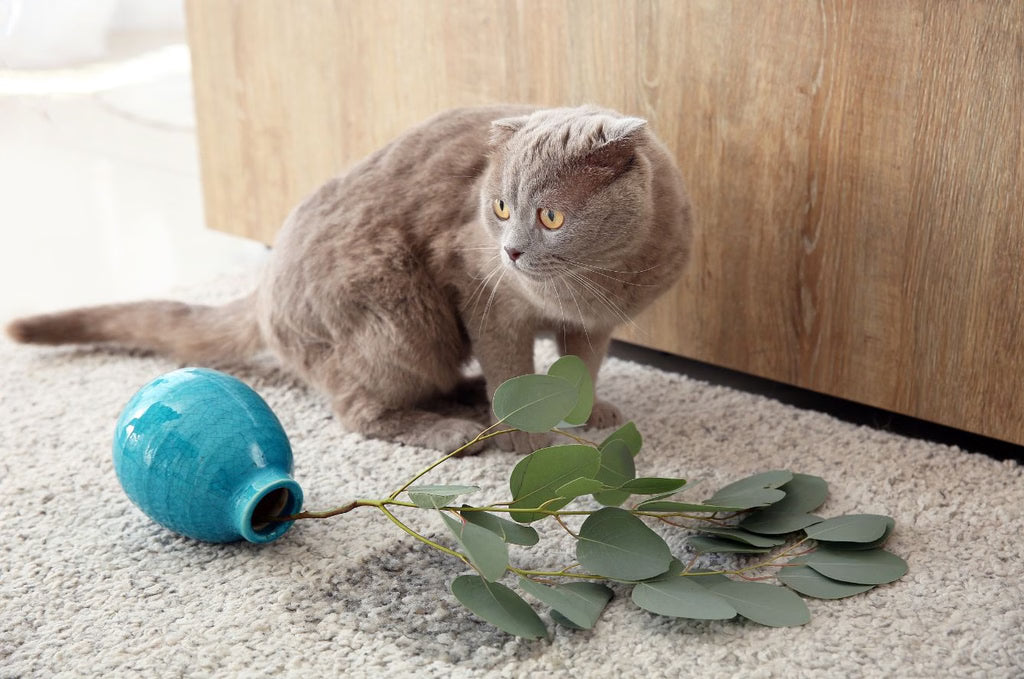 Why Do Cats Knock Things Over? Exploring the Mischief