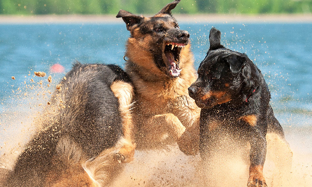 Is the Breed-Specific Legislation the Answer to Dog Attacks?