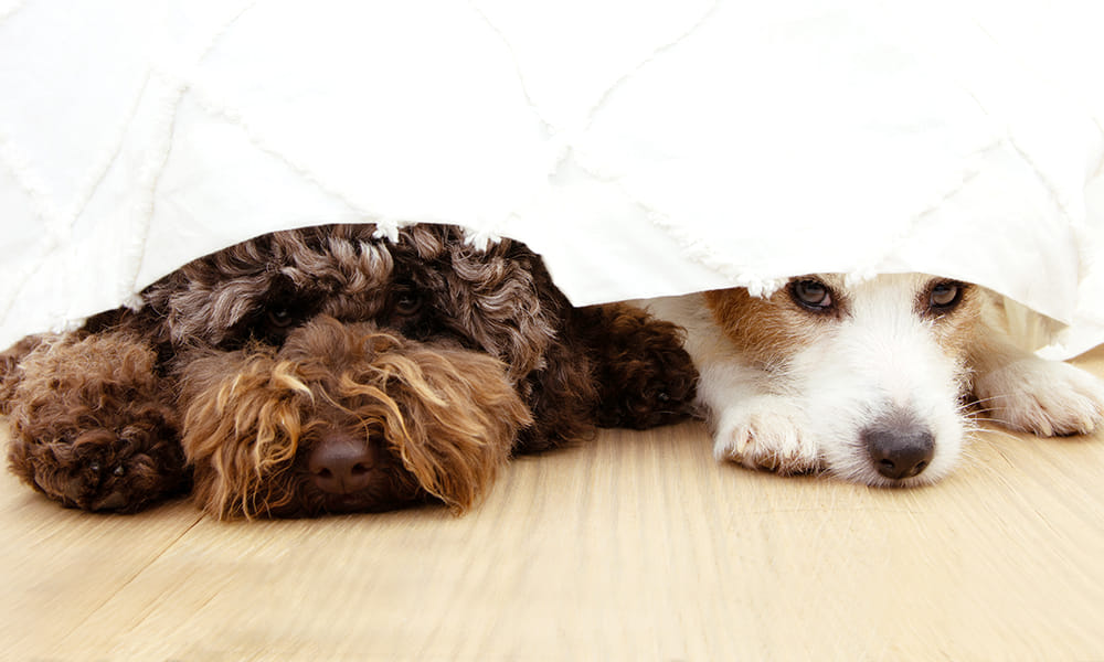 The Mystery Behind the Missing Pets on the Fourth of July