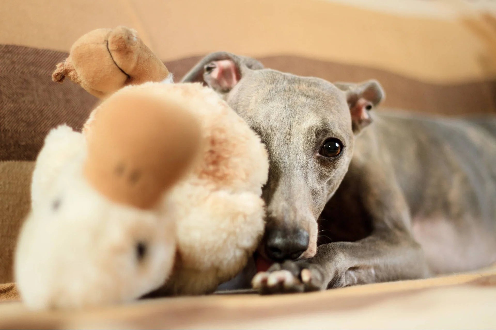 Why Some Dogs Hoard Their Toys and Treats