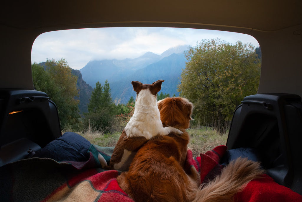 How to Travel with Cats and Dogs