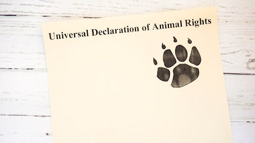 International Animal Rights Day: 5 Ways to Stop Animal Cruelty and Violence