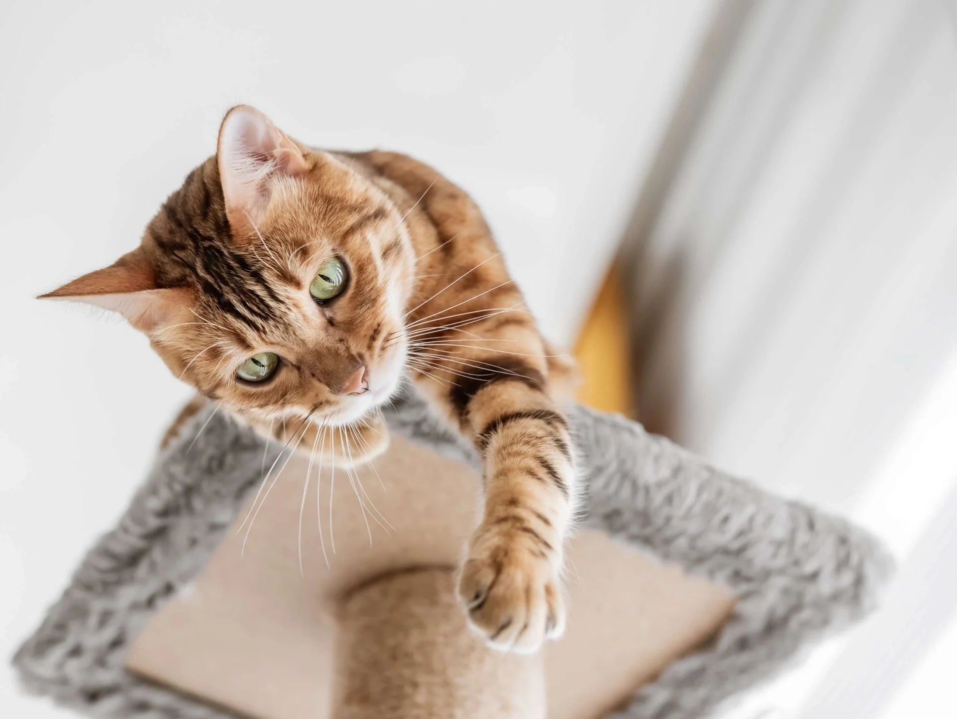 Why Cats Like High Places: Understanding Cat Climbing Behavior