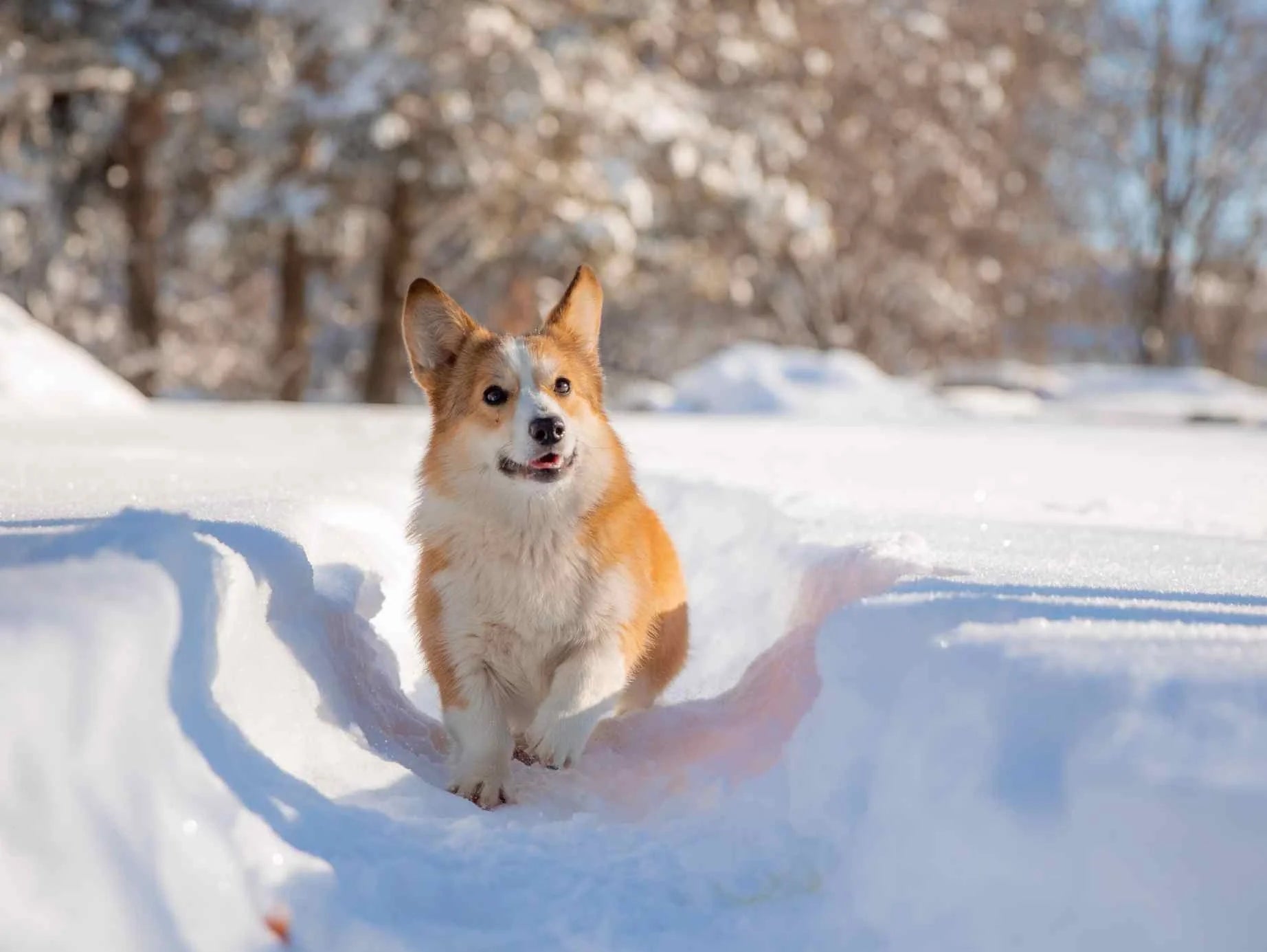 How to Protect Your Dog’s Paws in Hot and Cold Weather