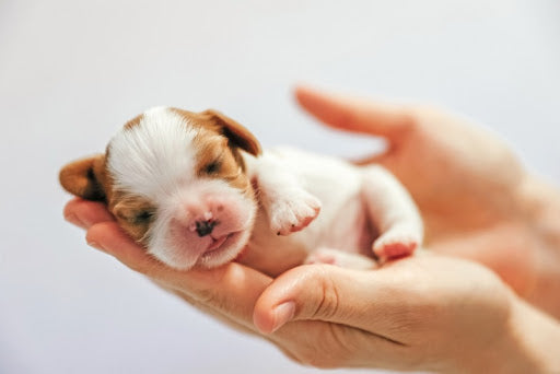 The Puppy Parent’s Ultimate Guide to Caring for Newborn Puppies