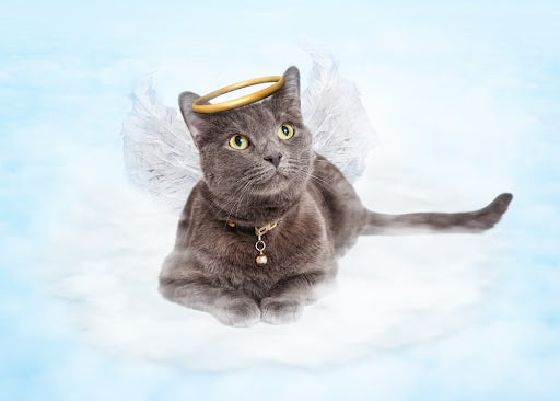 7 Ways to Relive Your Best Cat Memories on Happy Cat Month