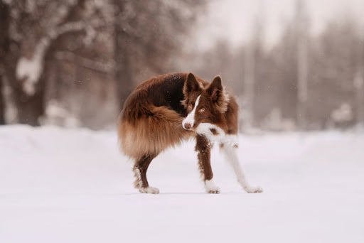 Dog Tales & Puppy Adventures: Why Does My Dog Chase His Tail?