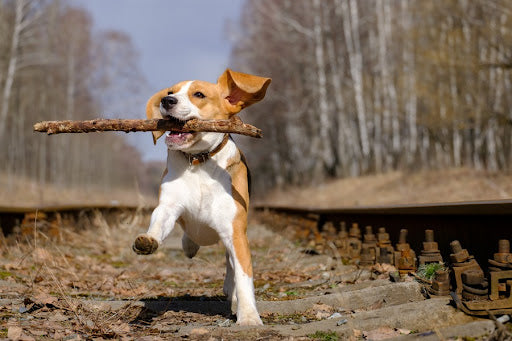 How to Train Your Beagle: 10 Proven Beagle Training Tips