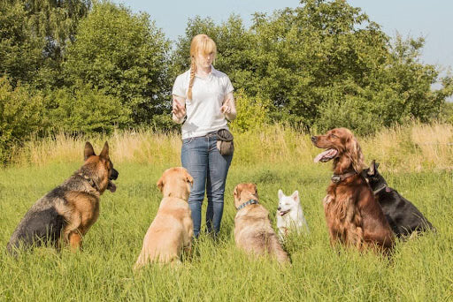 Finding Loyal Companions with Guide Dog Training
