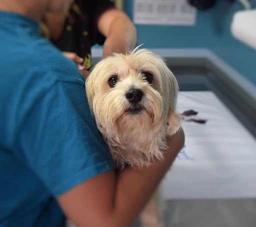 Saving Pets and Pockets: How Much to Save for a Pet Emergency Fund