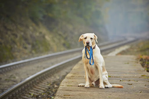 How to Find a Lost Pet and Prevent It from Happening Again