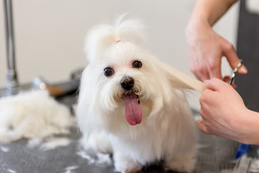 Behind Silky Coats: A Broad Guide to Maltese Grooming