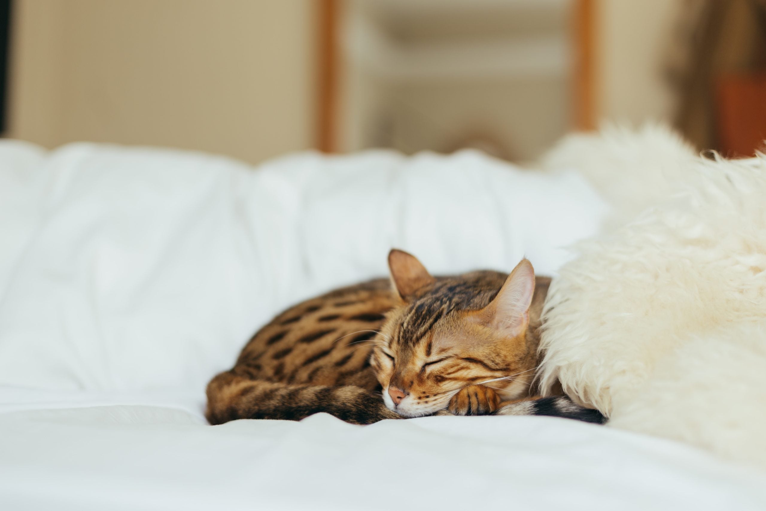 Why You Need to Respect Your Cat’s Personal Space