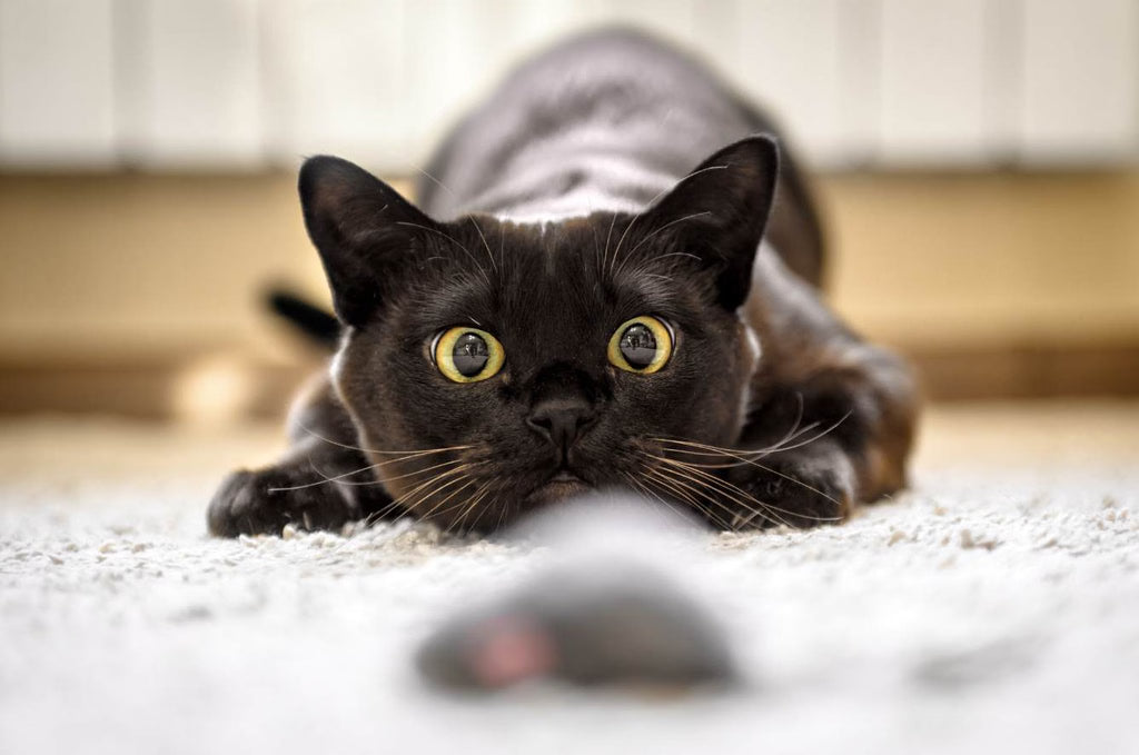 The Truth Behind Pet Zoomies: Why Dogs and Cats Go Wild