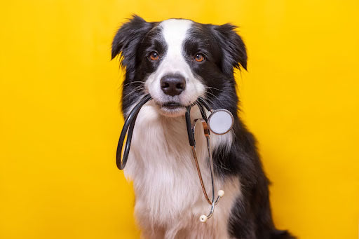 How to Put Together the Perfect Pet First Aid Kit for Your Furry Friend