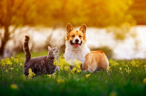 The Pet Price Tag: Unpacking the Cost of Pet Ownership