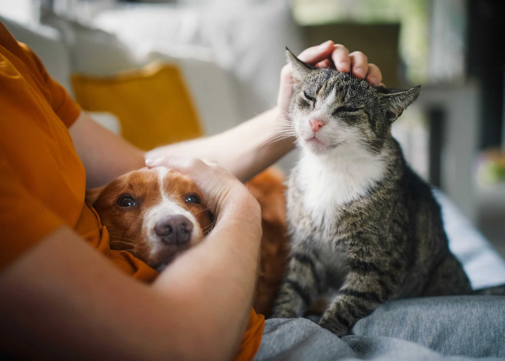 Why Cats and Dogs Always Choose Your Spot on the Couch