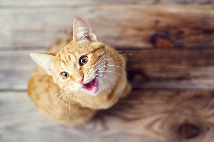Why Does My Cat Meow So Much? Common Causes and What to Do