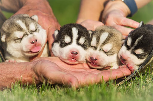 Puppy Mill vs Breeder: Important Things to Know Before Getting Your Own Puppy