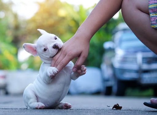 Aggressive or Just Playful? How To Train Dogs to Stop Snapping