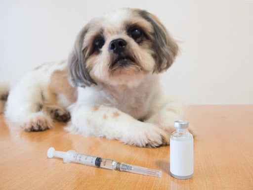 5 Dietary Tips for Your Diabetic Dog on National Pet Diabetes Month