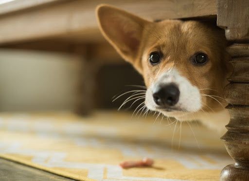 What Causes Dog Anxiety? + 4 Fool-Proof Ways to Calm Your Pet Down