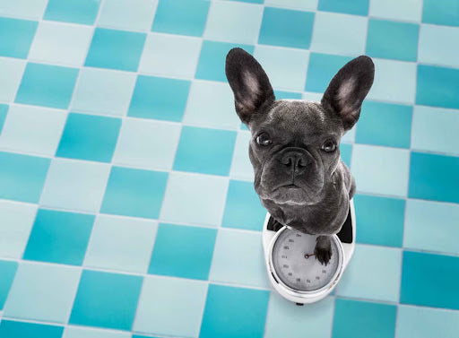 The Case of the Missing Pounds: What Causes a Dog to Lose Weight?
