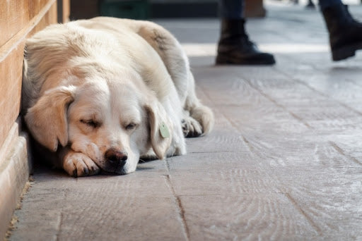 What to Do with a Stray Dog That Roams Your Neighborhood