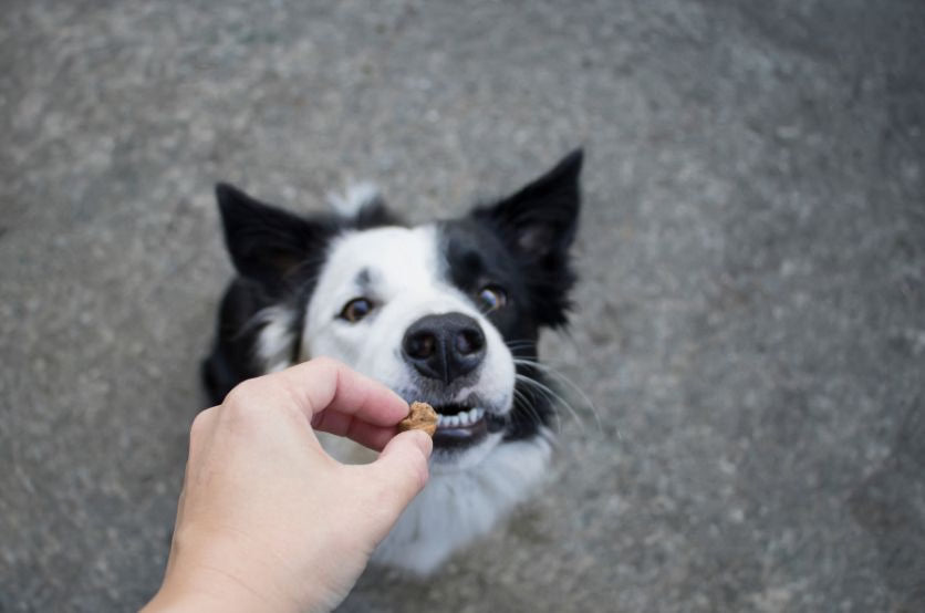 How to Make Homemade Dog Treats with Just a Few Ingredients