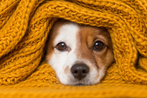 Sweater Weather & Sweater Paws: What to Do When a Dog Is Cold