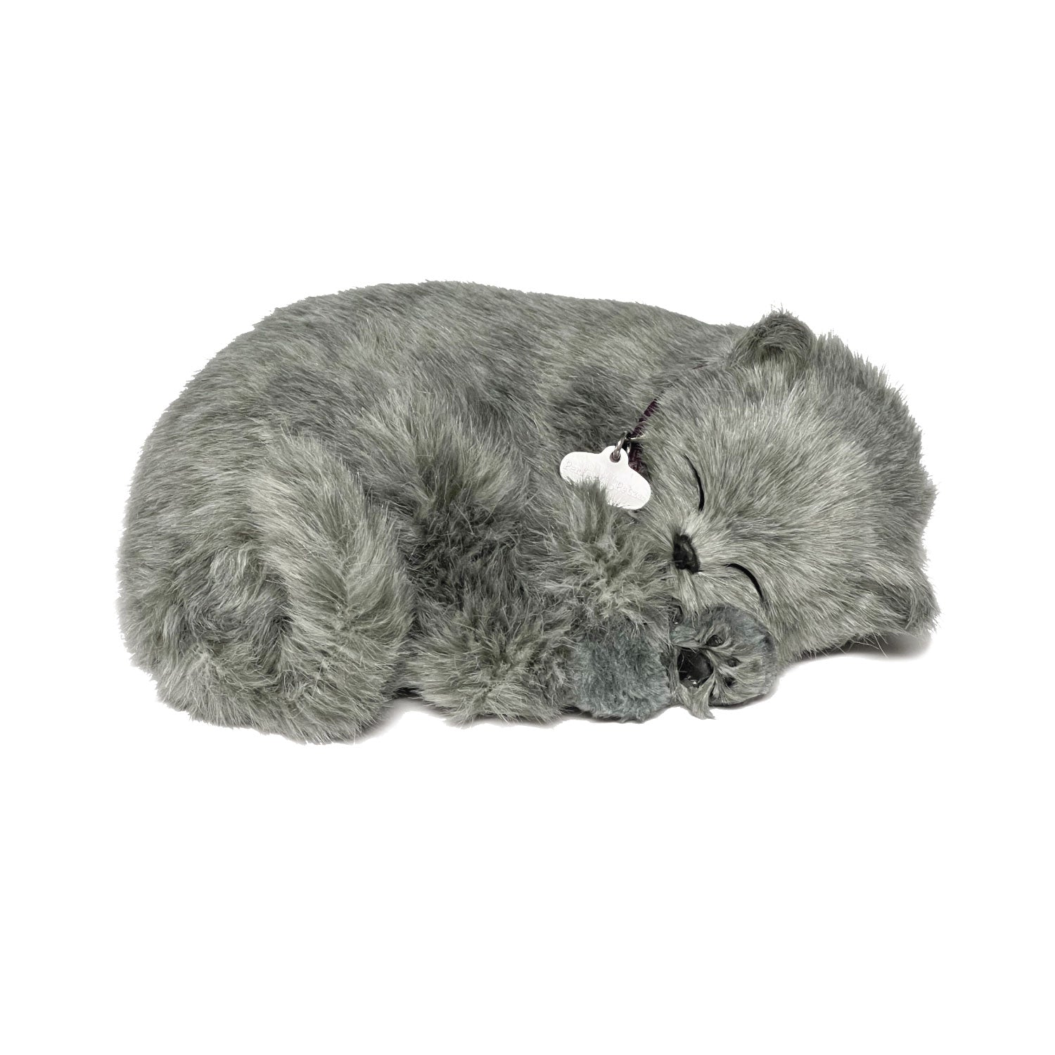 Original Gray Shorthair Cat Perfect Petzzzz