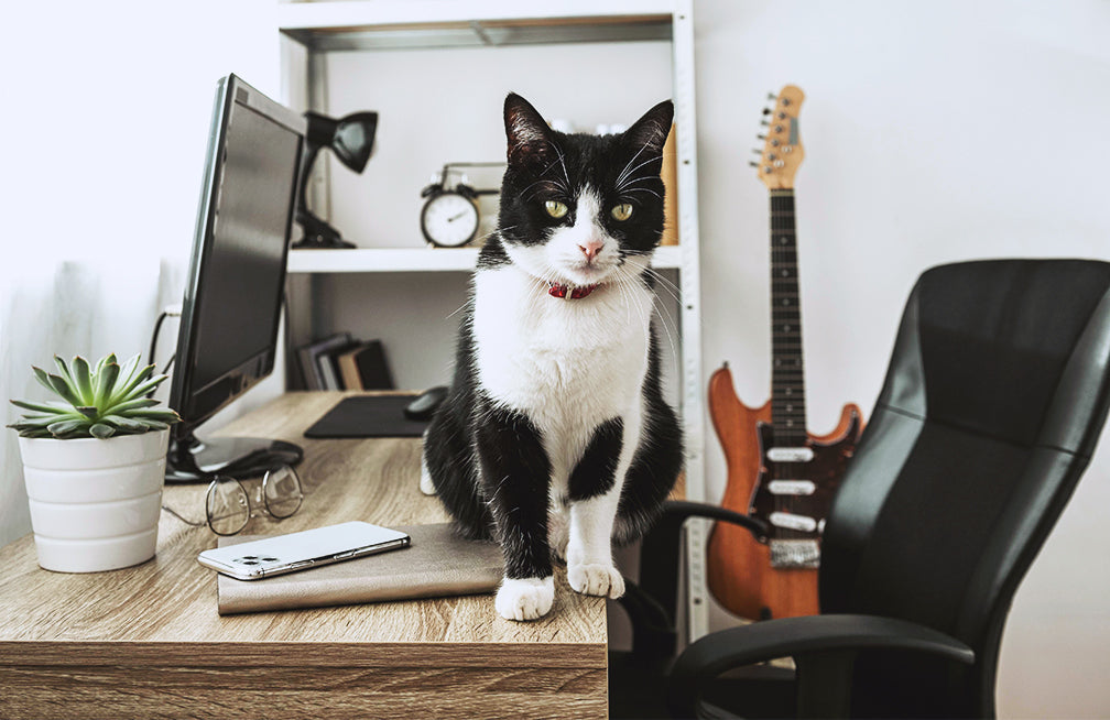 Why Do Cats Knock Things Over