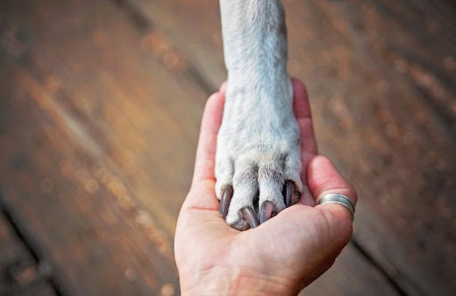How Dogs Take Care of You and Ways to Return their Love
