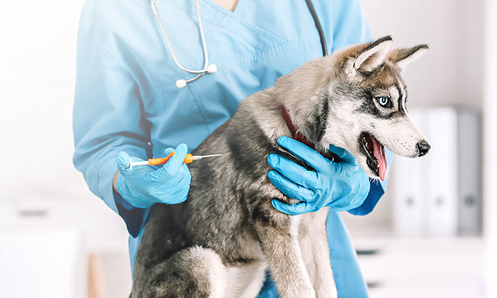 Pet Microchipping: Aye or Nay?